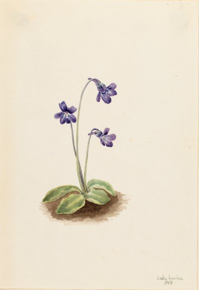 フキノトウ 作： Mary Vaux Walcott