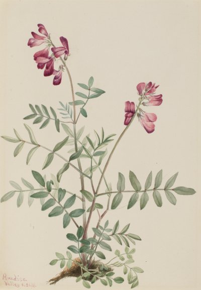 ノーザンヘディサルム（Hedysarum boreale） 作： Mary Vaux Walcott