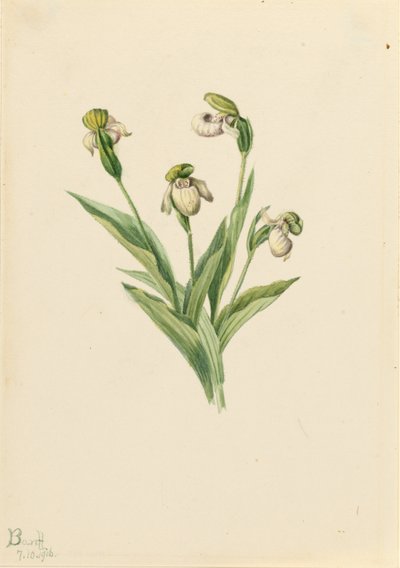 ノーザン・レディーズ・スリッパー (Cypripedium passerinum) 作： Mary Vaux Walcott