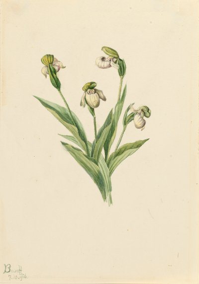 ノーザン レディース スリッパ Cypripedium passerinum、1916 年。 作： Mary Vaux Walcott