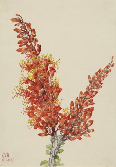 Ocotillo Fouquieria splendens、1927 年。 作： Mary Vaux Walcott