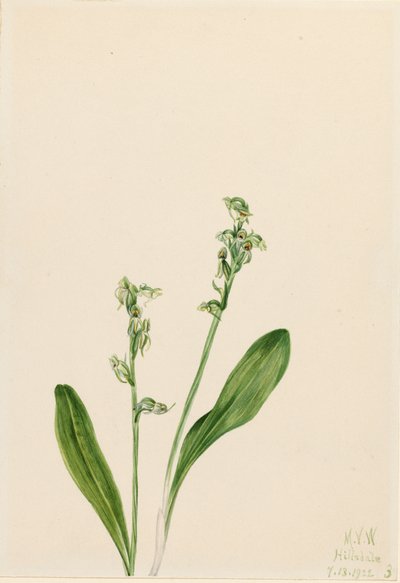 One-leaf-bog orchid Habenaria obtusata, 1922. 作： Mary Vaux Walcott