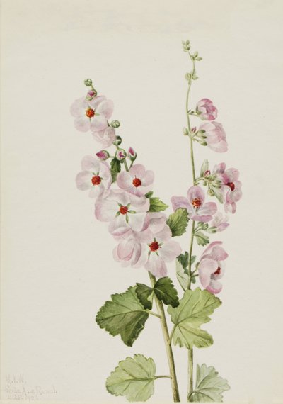 Orange-Eye Globemallow Sphaeralcea davidsonii, 1926. 作： Mary Vaux Walcott