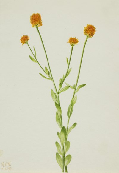 オレンジ色の Polygala Polygala lutea、1926 年。 作： Mary Vaux Walcott