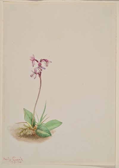Orchis Orchis rotundifolia, 1916. 作： Mary Vaux Walcott