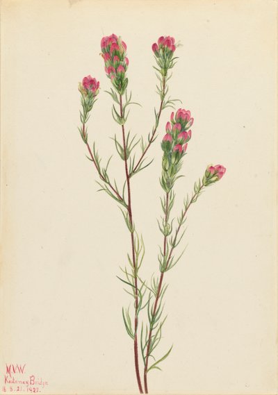 オウルクローバー Orthocarpus tenuifolius, 1923. 作： Mary Vaux Walcott