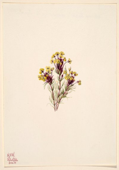 フクロウのクローバー(Orthocarpus erianthus) 作： Mary Vaux Walcott