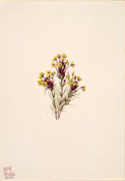 フクロウのクローバー Orthocarpus erianthus, 1935. 作： Mary Vaux Walcott