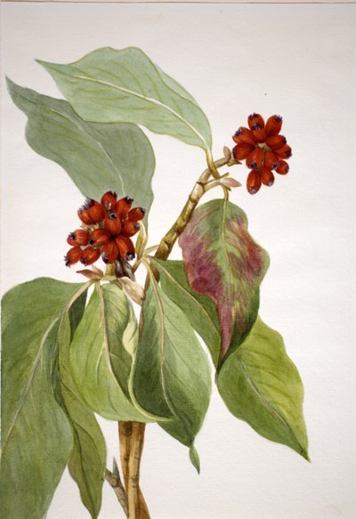 太平洋ハナミズキCornus nuttallii, 1933. 作： Mary Vaux Walcott
