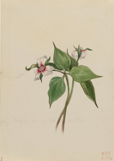 ペインテッド・トリリウム（Trillium undulatum） 作： メアリーヴォーウォルコット