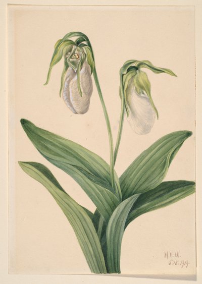 ペールレディーズスリッパ（Cypridedium acaule） 作： Mary Vaux Walcott