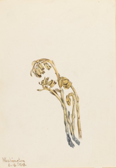 Pale Pinesap Hypopitys americana, 1918. 作： Mary Vaux Walcott