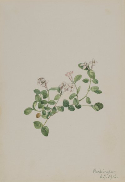 コケモモ（Mitchella repena） 作： Mary Vaux Walcott
