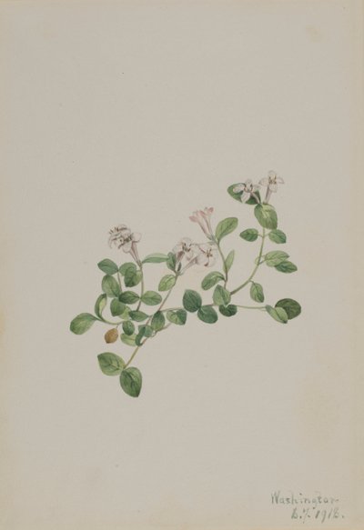 パートリッジベリー Mitchella repena, 1918. 作： Mary Vaux Walcott