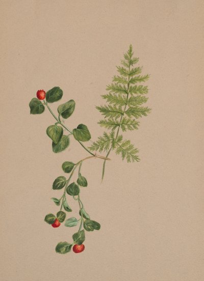 パートリッジベリーMitchella repens、1883年頃。 作： Mary Vaux Walcott