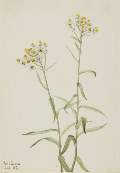 パール エバーラスティング Anaphalis margaritacea、1917 年。 作： Mary Vaux Walcott