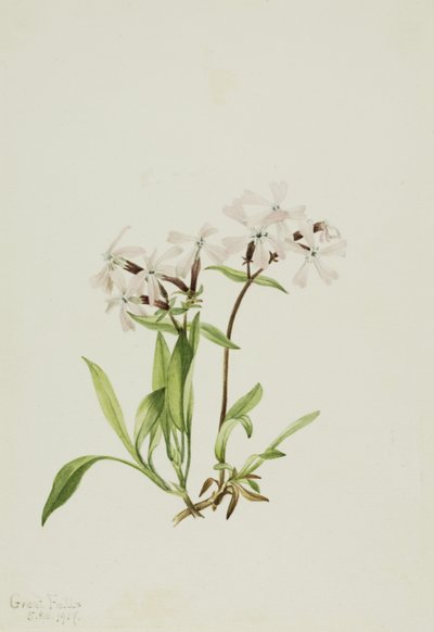 Peatpink Silene caroliniana, 1917. 作： Mary Vaux Walcott