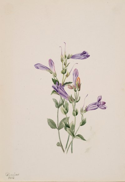 Penstemon Penstimon fruiticosus, 1903. 作： Mary Vaux Walcott