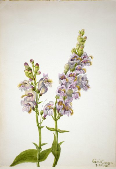 Pentstemon Pentstemon macranthus, 1935. 作： Mary Vaux Walcott