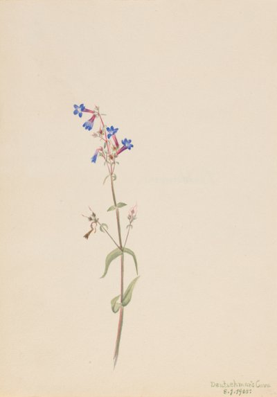 Pentstemon Pentstemon procerus, 1905. 作： Mary Vaux Walcott