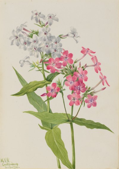 多年生フロックス Phlox paniculata、1934年。 作： Mary Vaux Walcott