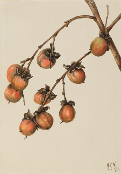 パーシモン Diospyros virginiana, 1920. 作： Mary Vaux Walcott