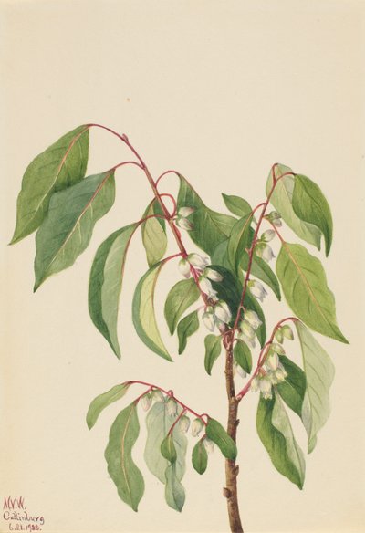 Persimmon Diospyros virginiana, 1932. 作： Mary Vaux Walcott
