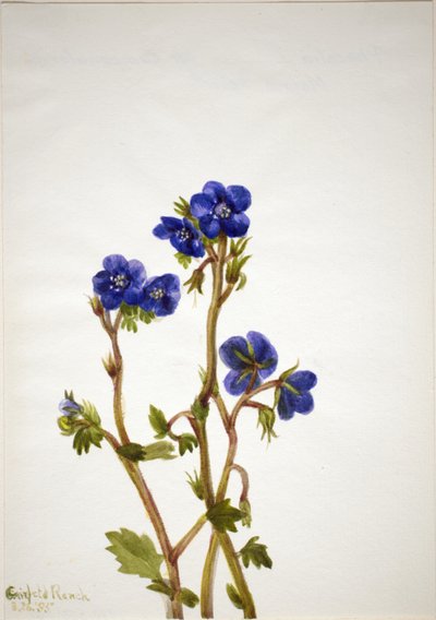 Phacelia Phacelia parryi, 1935. 作： Mary Vaux Walcott