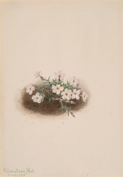 フロックス、1915年 作： Mary Vaux Walcott