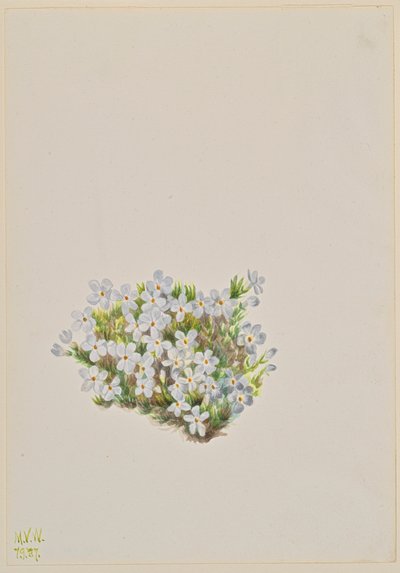 Phlox Phlox caespitosa, 1937. 作： Mary Vaux Walcott