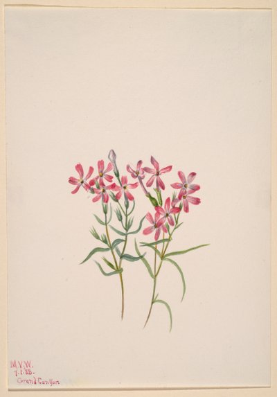 西洋山吹 作： Mary Vaux Walcott