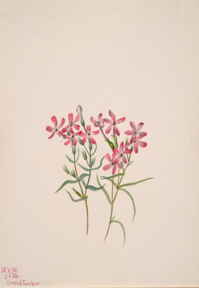 Phlox stansburyi, 1938. 作： Mary Vaux Walcott