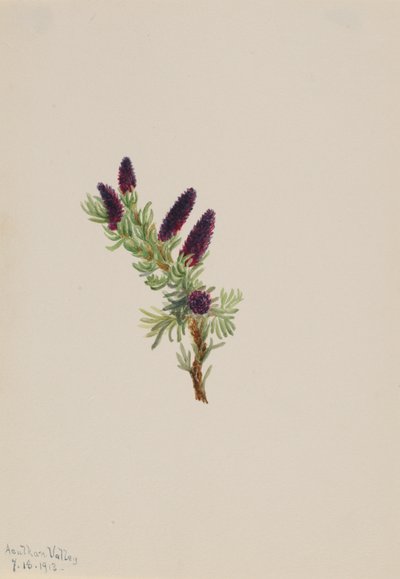 エゾマツ 作： Mary Vaux Walcott
