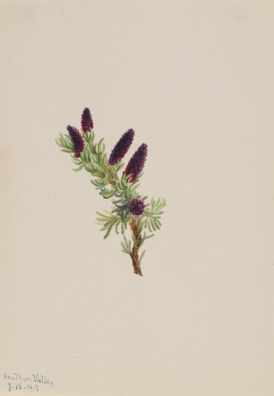 Picea engelmanni, 1913. 作： Mary Vaux Walcott