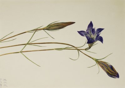 Pinebarren Gentian Gentiana porphyrio, 1923. 作： Mary Vaux Walcott