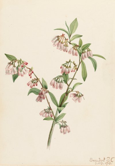 Pineland Blueberry Vaccinium tenellum, 1918. 作： Mary Vaux Walcott