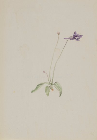 Pinguicula vulgaris、カリフォルニア州。 1930年代初頭。 作： Mary Vaux Walcott