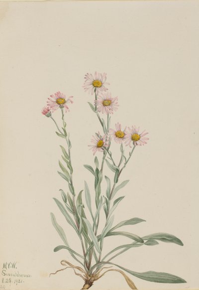 Pink Fleabane Erigeron caespitosus, 1921. 作： Mary Vaux Walcott