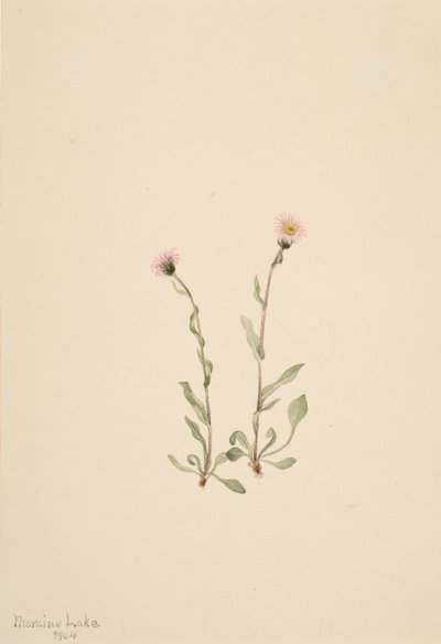 ピンクのヒメクジ (Erigeron jucundus)、1904 年。 作： Mary Vaux Walcott