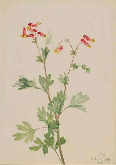 ピンクフメルート Capnoides sempervirens, 1922. 作： Mary Vaux Walcott