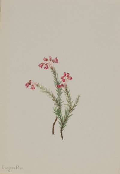 ピンク・ヘザー（Phyllodoce empetriformis） 作： Mary Vaux Walcott