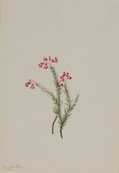 ピンクヘザー Phyllodoce empetriformis、1901年。 作： Mary Vaux Walcott