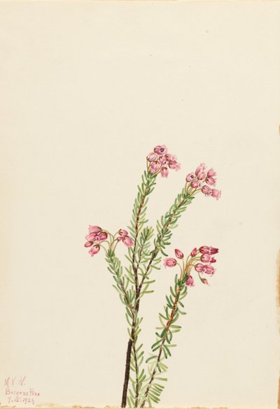 ピンク・マウンテン・ヘザー（Phyllodoce empetriformis） 作： Mary Vaux Walcott
