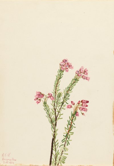 ピンクマウンテンヘザー Phyllodoce empetriformis, 1924. 作： Mary Vaux Walcott