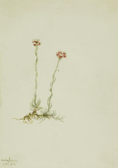 ピンク・プッシー・トース（Antennaria rosea） 作： Mary Vaux Walcott