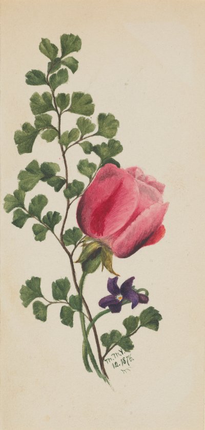 紫のピンクのバラ、1876年。 作： Mary Vaux Walcott