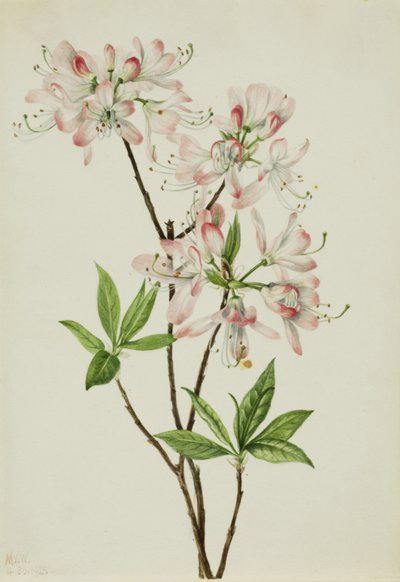 Pinkshell Azalea Azalea vaseyi、1925年。 作： Mary Vaux Walcott
