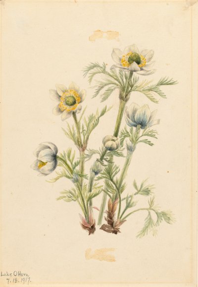プルームアネモネ（Pulsatilla occidentalis） 作： Mary Vaux Walcott