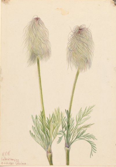 プルームアネモネ（Pulsatilla occidentalis） 作： Mary Vaux Walcott