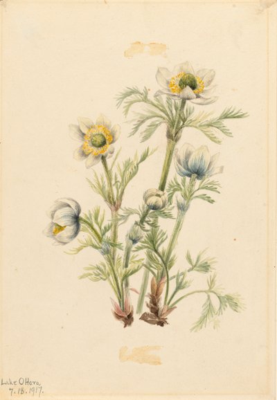Plume Anemone Pulsatilla occidentalis, 1917. 作： Mary Vaux Walcott